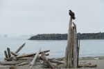 PICTURES/Port Ordford - The Port/t_Vulture8.JPG